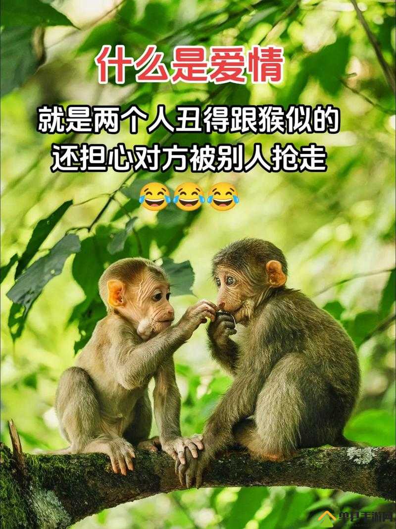 俩猴子抱一起形容爱情：一生一世一双猴的美好情感