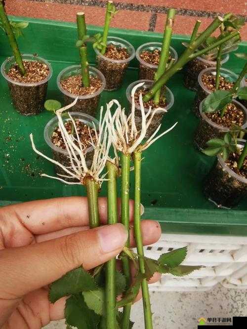 欧式 45 种扦插方式图片：揭示植物繁殖的神奇密码