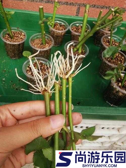 欧式