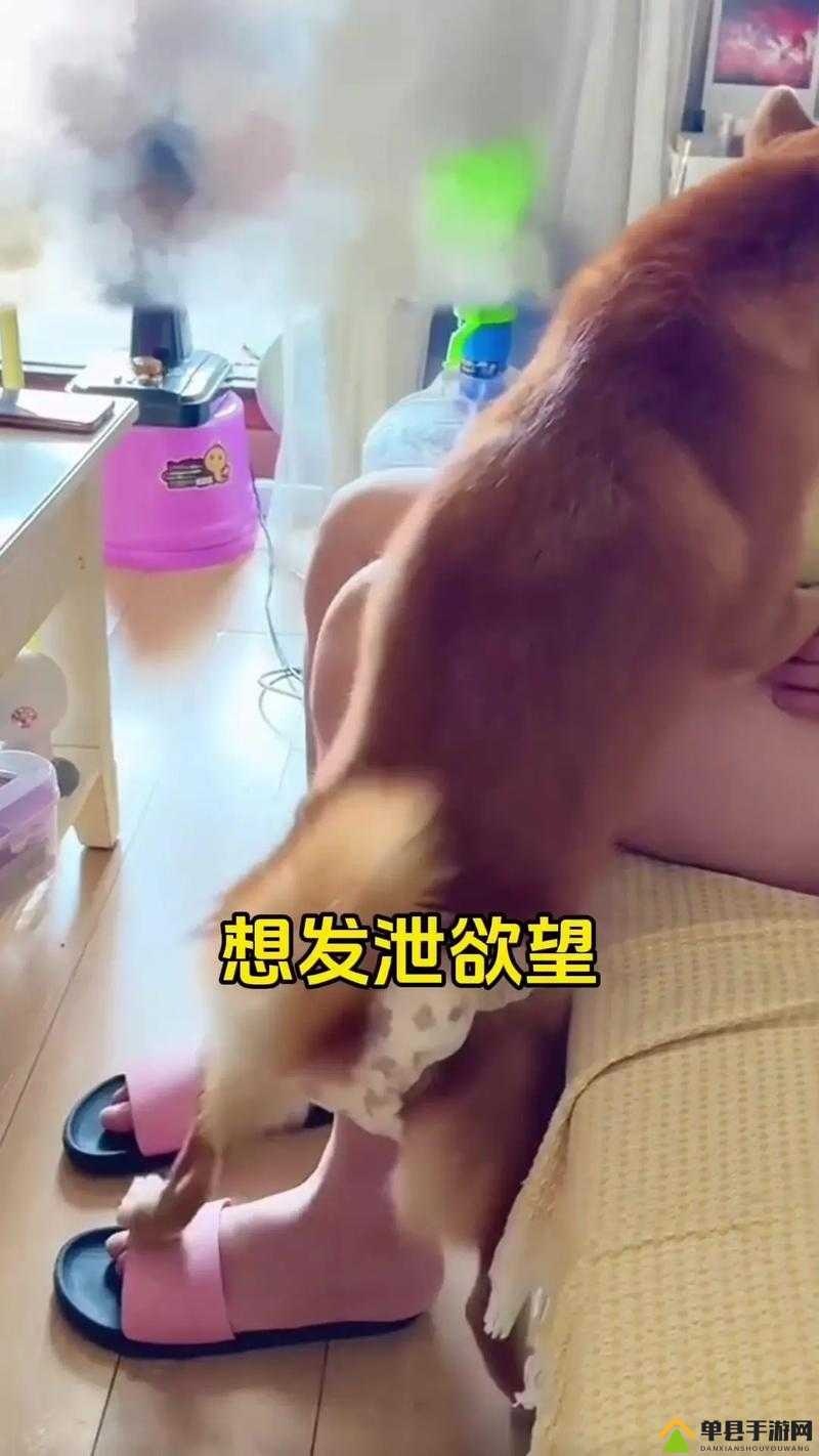 狗狗配人怎么配电视：揭秘奇妙的生物行为