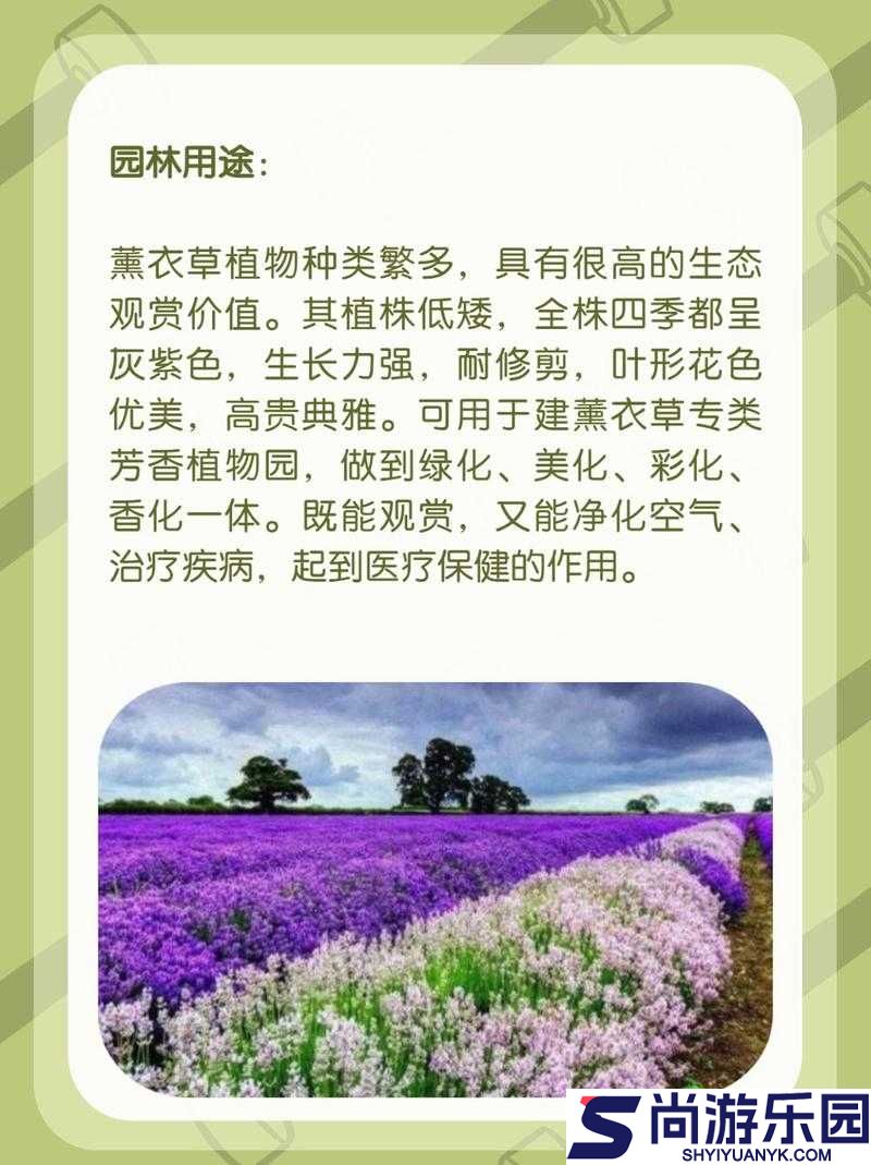 探索薰衣草的奥秘