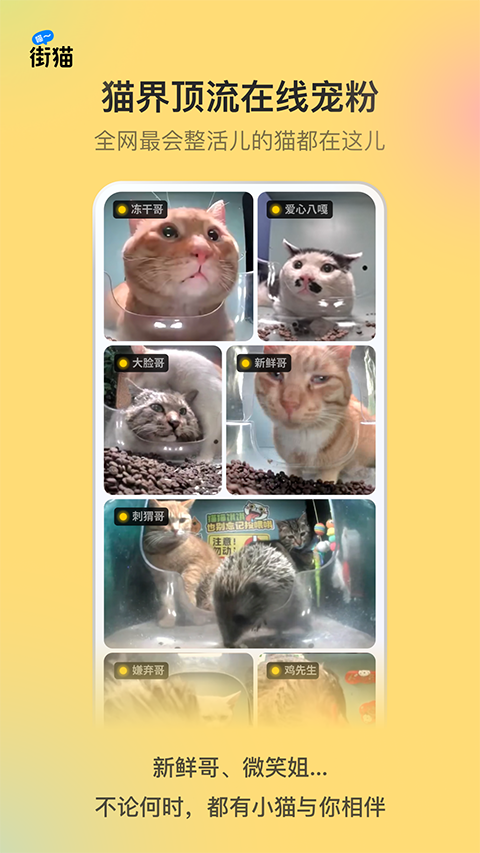 哈啰街猫最新版本2025下载