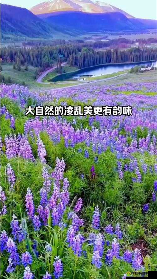 野花日本免费观看大全 3：探索自然之美