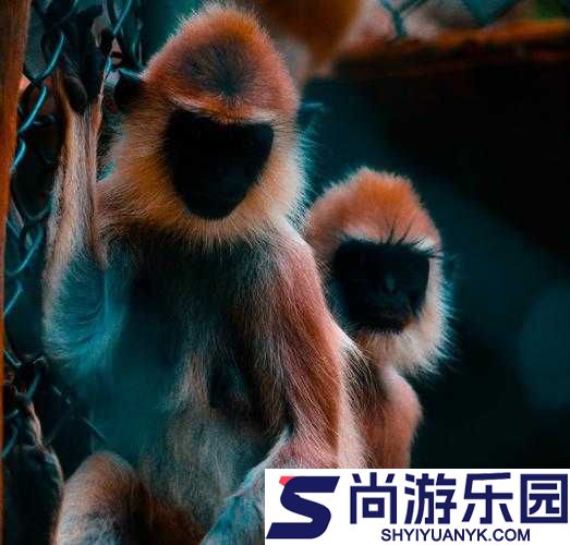 印度毛茸茸姓