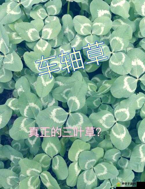三叶草 gy4425：独特魅力与无限可能的奇妙结合