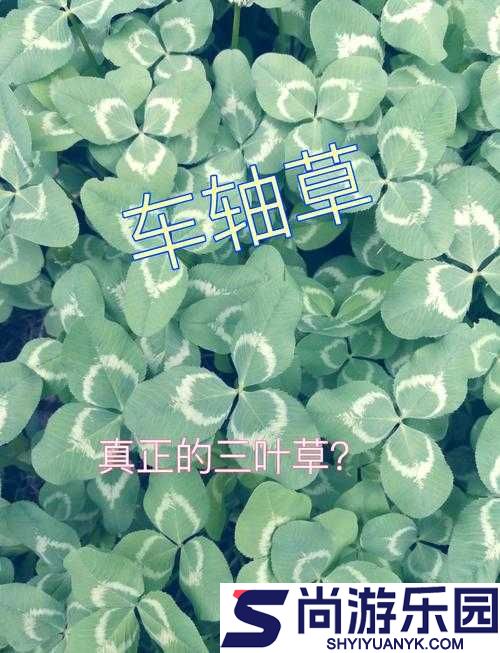 三叶草