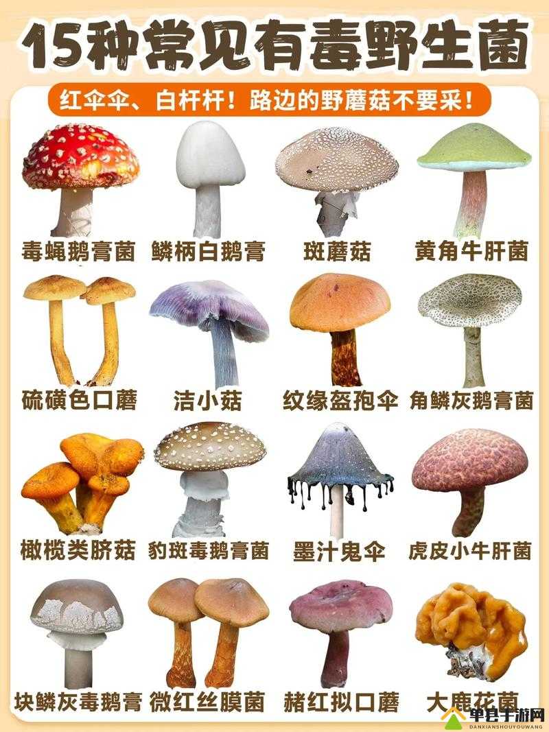 大蘑菇进入子宫的 10 个原因揭秘及相关探讨分析