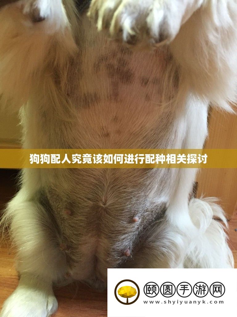 狗狗配人究竟该如何进行配种相关探讨