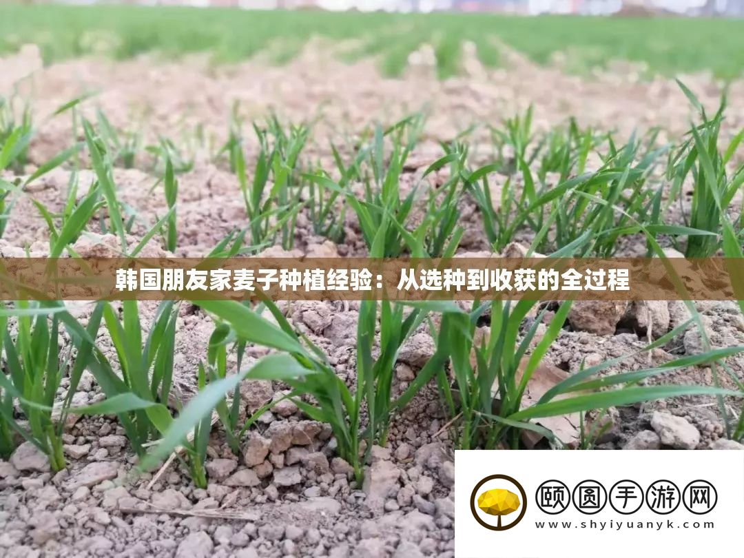 韩国同伙家麦子莳植经历